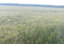 Загубилася або викинули: на трасі під Кривим Рогом собака кілька днів чекає господаря