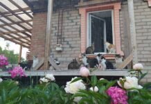 У Кривому Розі завдяки небайдужим благодійникам з’явиться зооготель для тварин