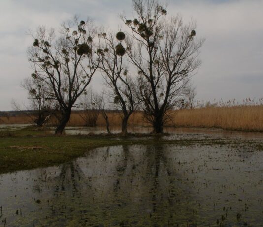 Чи є якісна питна вода на Криворіжжі?
