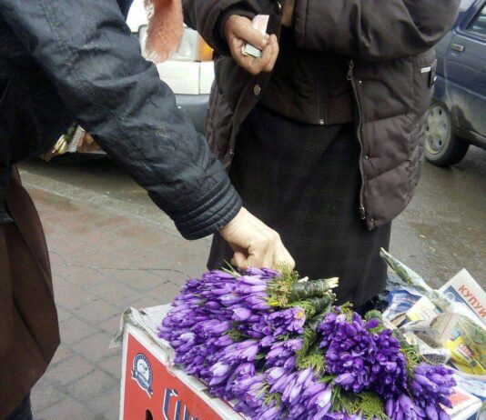 Криворожан призывают отказаться от продажи и покупки первоцветов, иначе — штраф