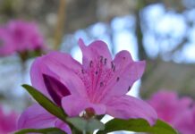 Квітковий рай: у ботанічному саду Кривого Рогу масово квітнуть азалії