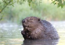 Ласкаво просимо: на Криворіжжі з’явилися червонокнижні бобри