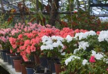 Квіткова насолода за поцілунок: у ботсаду Кривого Рогу оригінально привітали закоханих у День Валентина