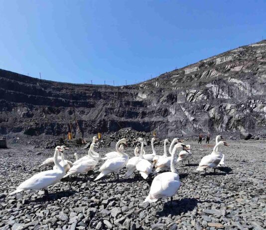 Порятунок пернатого десанту: у Кривому Розі з кар’єру врятували зграю лебедів