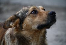 У військовій частині Кривого Рогу хочуть позбутися бездомних собак: зоозахисники б’ють на сполох