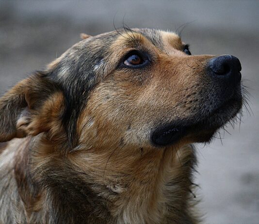 У військовій частині Кривого Рогу хочуть позбутися бездомних собак: зоозахисники б’ють на сполох