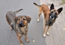 Запхали в мішки і вивезли в невідомому напрямку: у військовій частині Кривого Рогу «зачищають» територію від безпритульних собак