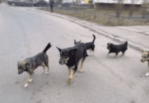 Юридична допомога мешканцям Кривого Рогу при укусах безпритульних собак