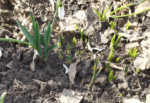 Первоцвіти Криворіжжя