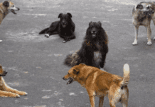 У Кривому Розі проведуть підрахунок безпритульних собак