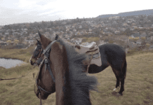 «Кінний двір на Змичці»: активний відпочинок