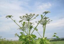 Красиві і отруйні рослини Криворіжжя