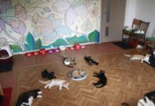 Допомога безпритульним тваринам