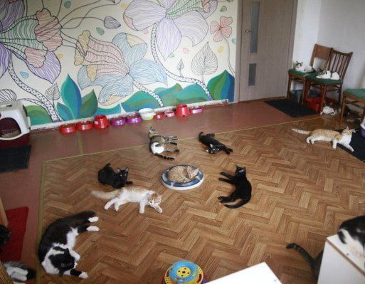 Допомога безпритульним тваринам