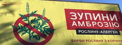 Борьба с амброзией