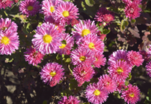 «Бал хризантем» у ботанічному саду Кривого Рогу хризантемы