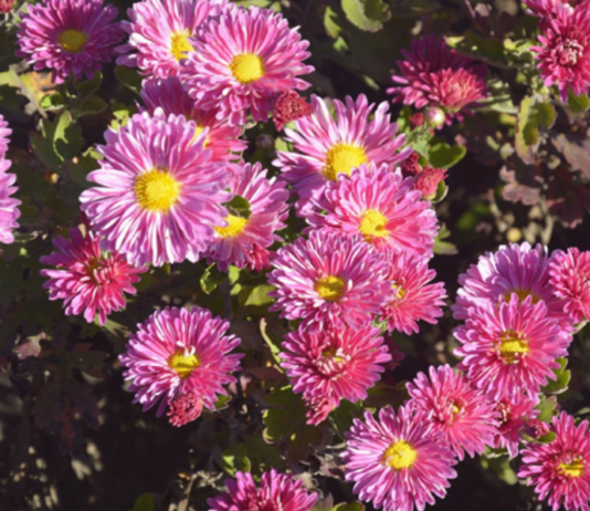 «Бал хризантем» у ботанічному саду Кривого Рогу хризантемы