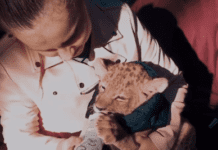 У Кривому Розі з’явився лев