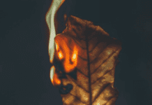 Чим небезпечне паління листя для криворіжців