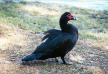 Новий мешканець парку ім.Ф.Мерщавцева