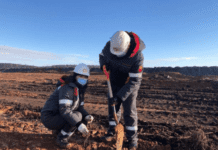 На Інгульці відбулася висадка 2,5 тисяч дерев