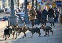 Криворіжці підписують петицію про відкриття притулку для тварин без домівки