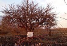 У Кривому Розі росте груша, якій 200 років