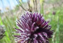 Які рідкісні рослини можна зустріти у Кривому Розі під час цвітіння?