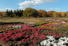 Ботанічний сад Кривого Рогу: місце романтичних зустрічей и дивовижних рослин