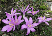 Які рідкісні рослини знаходили у Кривому Розі