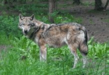 Яких тварин можна зустріти у Кривому Розі?