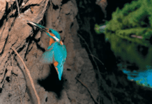 Яких незвичайних птахів можна зустріти на Криворіжжі?