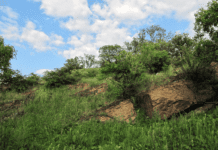 Геологічні пам’ятки Криворіжжя: “Пісковикова скеля”