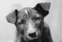 Турбота та любов: про криворізький Центр поводження з тваринами