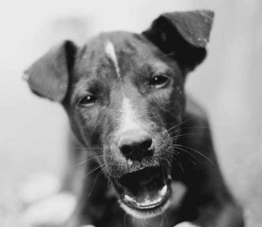 Турбота та любов: про криворізький Центр поводження з тваринами