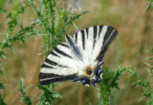 Дивовижні та рідкісні метелики Криворіжжя