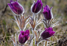 Природа Кривого Рогу: які незвичайні рослини знаходяться в місті