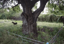 Де у Кривому Розі росте груша старша за місто