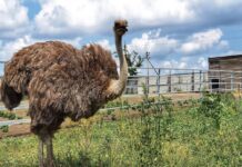 Історія криворізького “Страус Ленда”