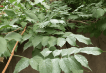 Білий пил у Кривому Розі: викиди чи природа?