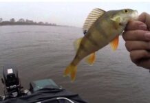 Заборона на лов риби в Кривому Розі: чого не можна робити