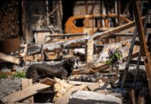 Як допомогти тваринам під час війни? Притулки у Кривому Розі