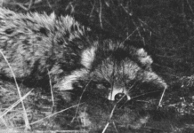 Еноты в Кривом Роге: зачем в 1950-х годах их выпускали в районе Карачунов?