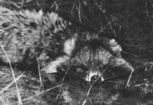 Єноти у Кривому Розі: навіщо у 1950-х роках їх випускали в районі Карачунів?