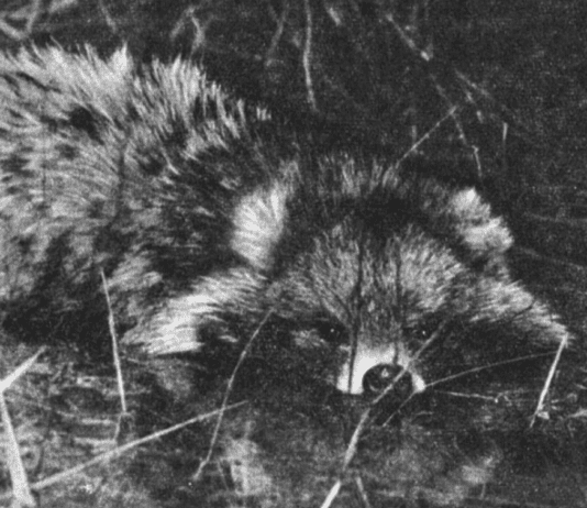 Єноти у Кривому Розі: навіщо у 1950-х роках їх випускали в районі Карачунів?