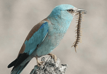 Тварини регіону, що занесені до Червоної книги України