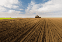 Про рекорди в аграрній сфері Криворіжжя