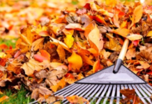 Що робити з опалим листям і чому його спалення є небезпечним