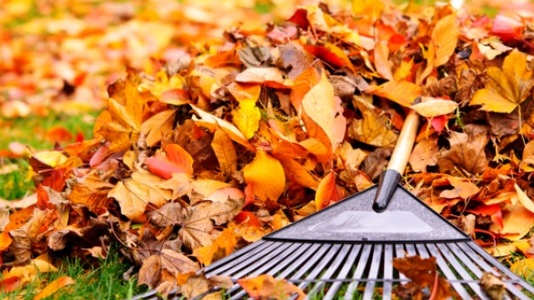 Що робити з опалим листям і чому його спалення є небезпечним