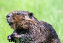 Криворізькі бобри і пожежі